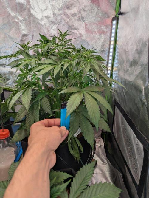 RQS🦁Royal🍭Runtz. Week 4