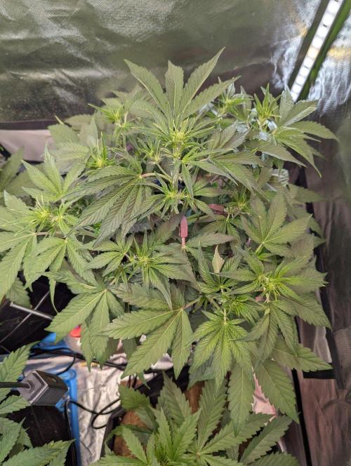 RQS🦁Royal🍭Runtz. Week 4