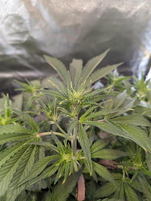 RQS🦁Royal🍭Runtz. Week 4