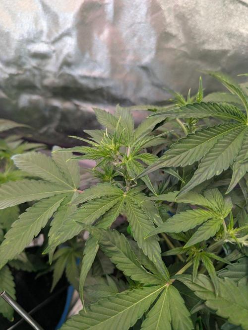 RQS🦁Royal🍭Runtz. Week 4