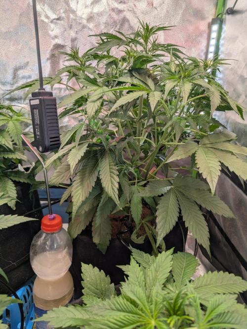 RQS🦁Royal🍭Runtz. Week 4