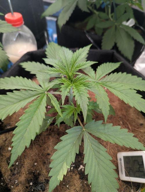 🍒Cherry 🥧Pie auto * RQS🦁. Week 2