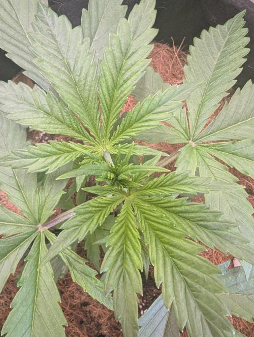 🍒Cherry 🥧Pie auto * RQS🦁. Week 2