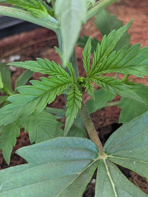 🍒Cherry 🥧Pie auto * RQS🦁. Week 2