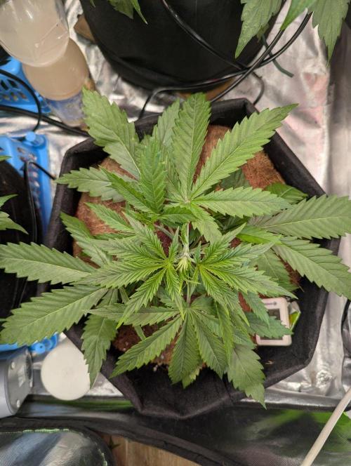 🍒Cherry 🥧Pie auto * RQS🦁. Week 2