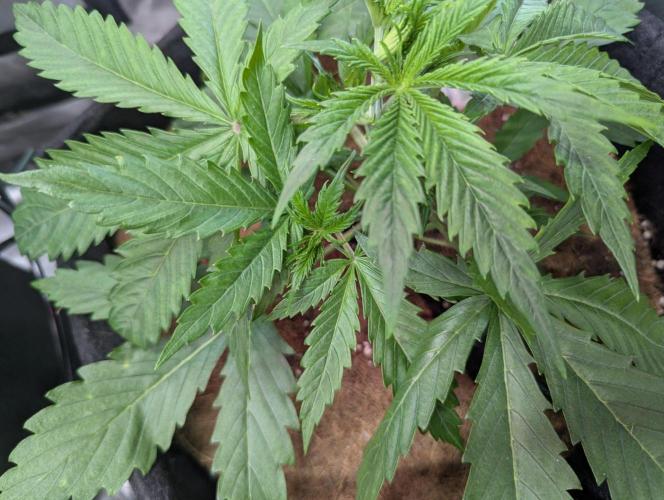 🍒Cherry 🥧Pie auto * RQS🦁. Week 2