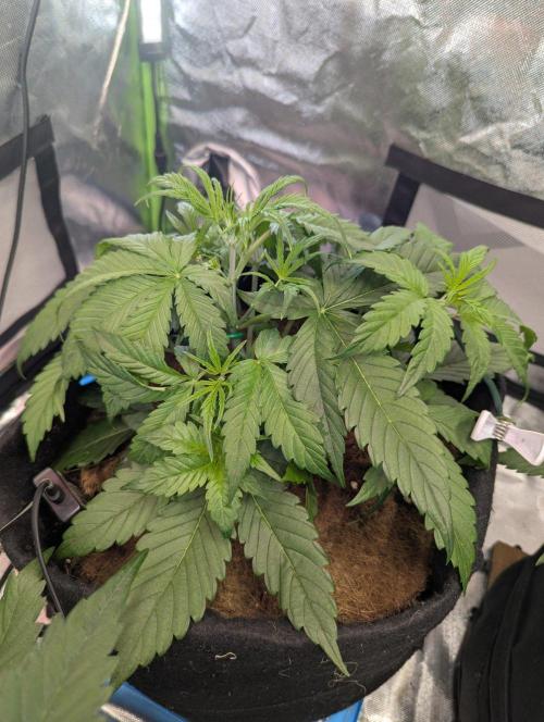 OpiumAuto💣DivineSeeds. Week 3