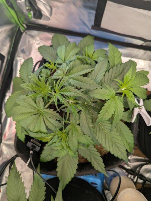 OpiumAuto💣DivineSeeds. Week 3