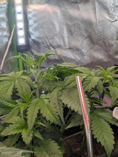 OpiumAuto💣DivineSeeds. Week 3