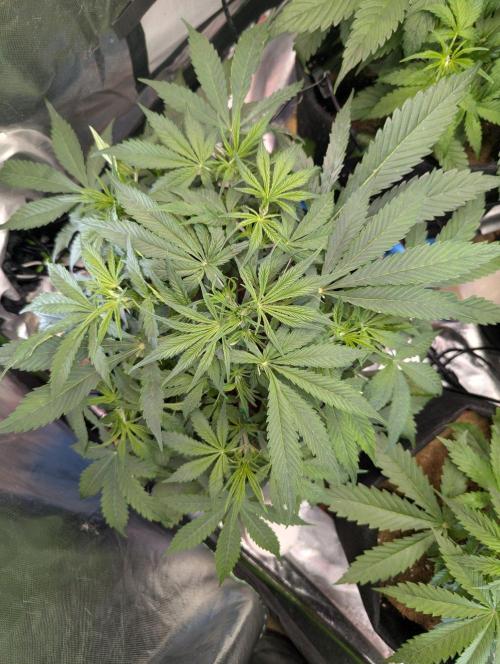 BigDemon👹DivineSeeds. Week 4