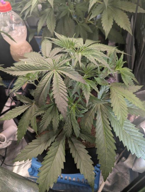 🍒Cherry 🥧Pie auto * RQS🦁. Week 3