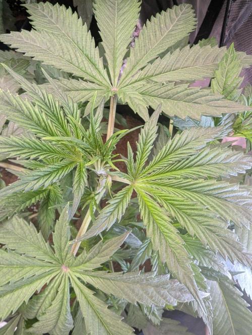🍒Cherry 🥧Pie auto * RQS🦁. Week 3