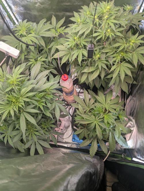 🍒Cherry 🥧Pie auto * RQS🦁. Week 3