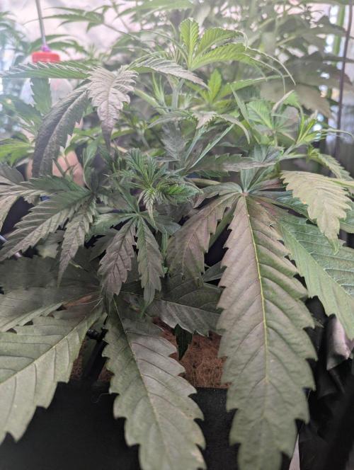 🍒Cherry 🥧Pie auto * RQS🦁. Week 3
