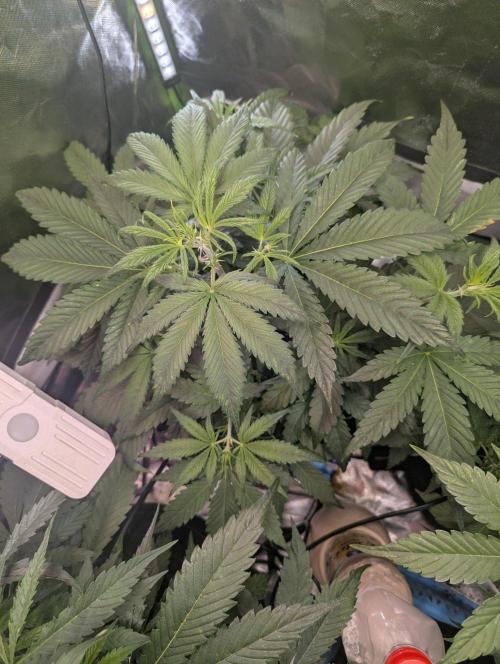 OpiumAuto💣DivineSeeds. Week 4