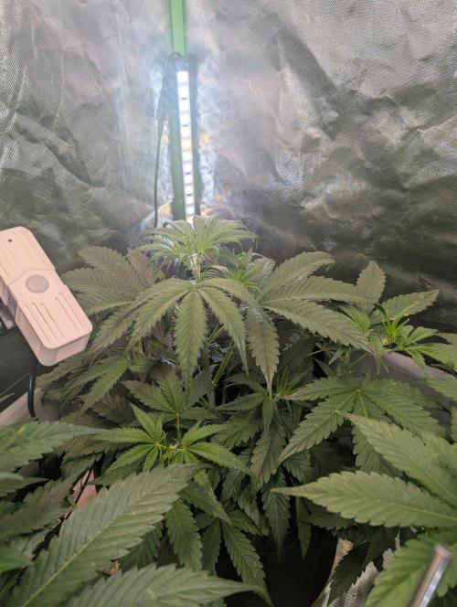OpiumAuto💣DivineSeeds. Week 4