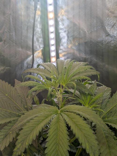 OpiumAuto💣DivineSeeds. Week 4