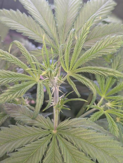 OpiumAuto💣DivineSeeds. Week 4