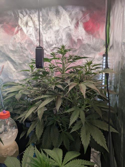 RQS🦁Royal🍭Runtz. Week 5