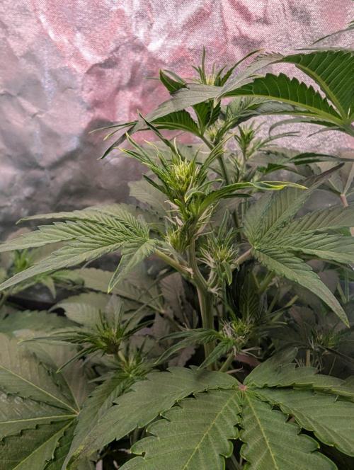 RQS🦁Royal🍭Runtz. Week 5