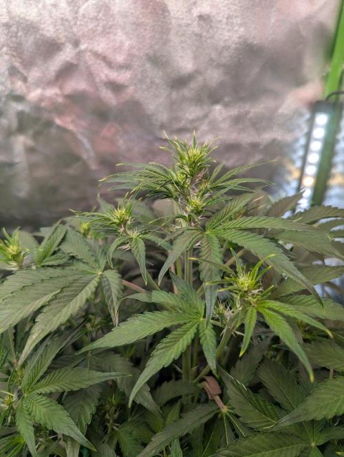 RQS🦁Royal🍭Runtz. Week 5