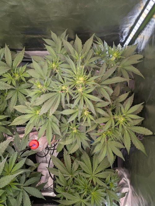 Royal Runtz Auto. Week 5