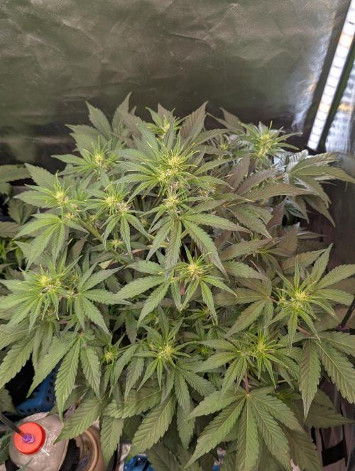 Royal Runtz Auto. Week 5