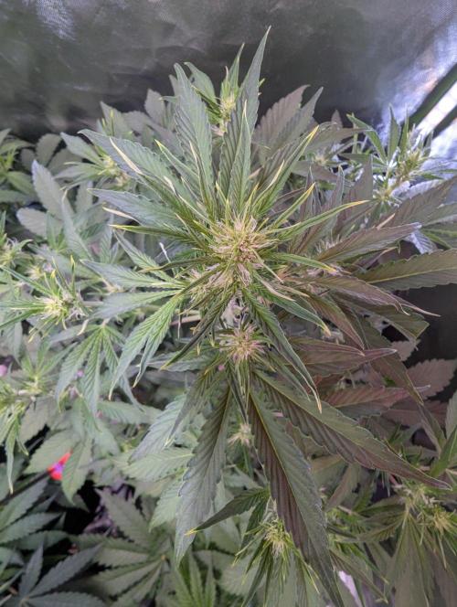 RQS🦁Royal🍭Runtz. Week 5