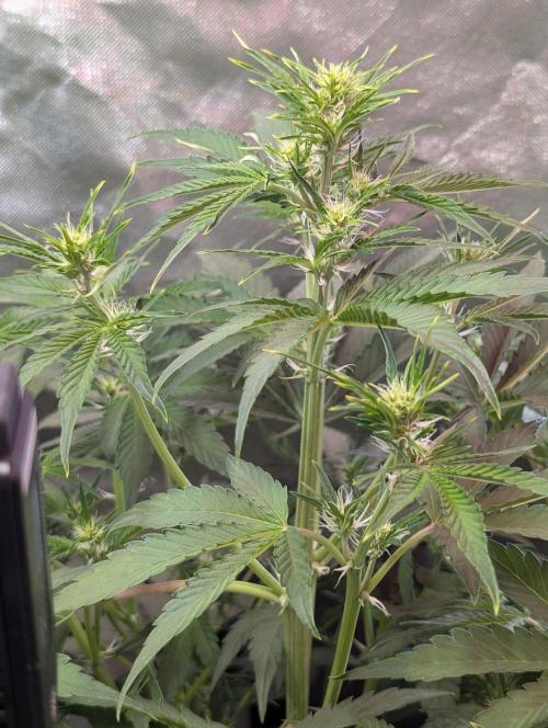 RQS🦁Royal🍭Runtz. Week 5