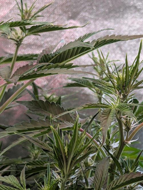Royal Runtz Auto. Week 5