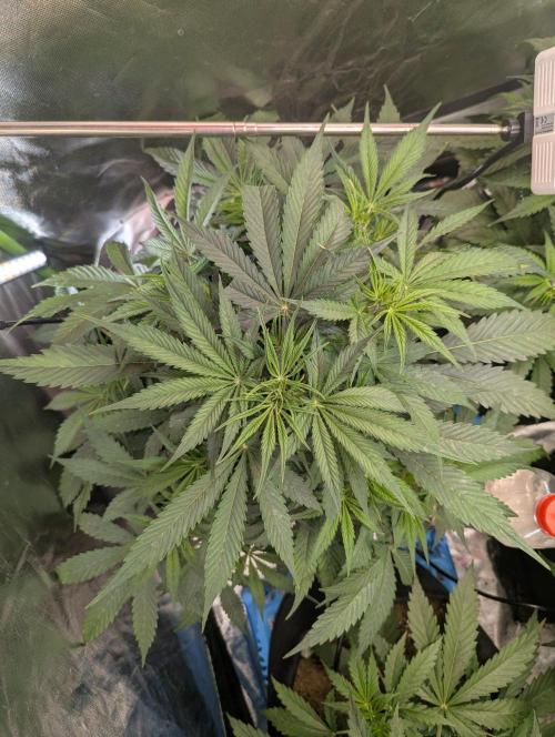 BigDemon👹DivineSeeds. Week 5