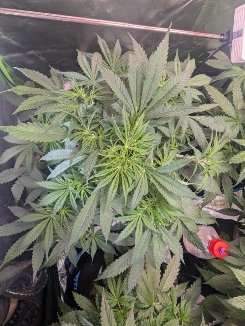 BigDemon👹DivineSeeds. Week 5