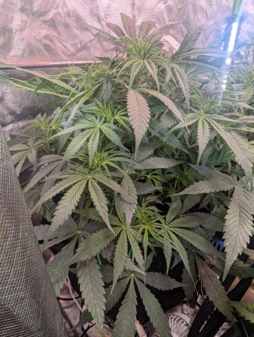 BigDemon👹DivineSeeds. Week 5