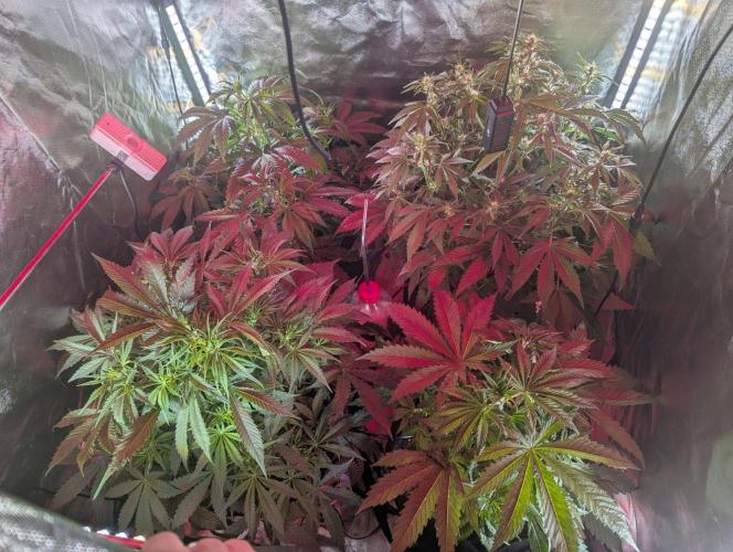 Auto Big Demon. Week 5