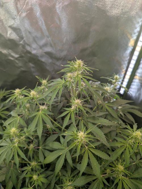 RQS🦁Royal🍭Runtz. Week 5