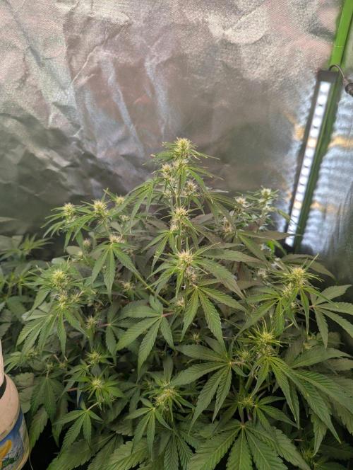 Royal Runtz Auto. Week 5