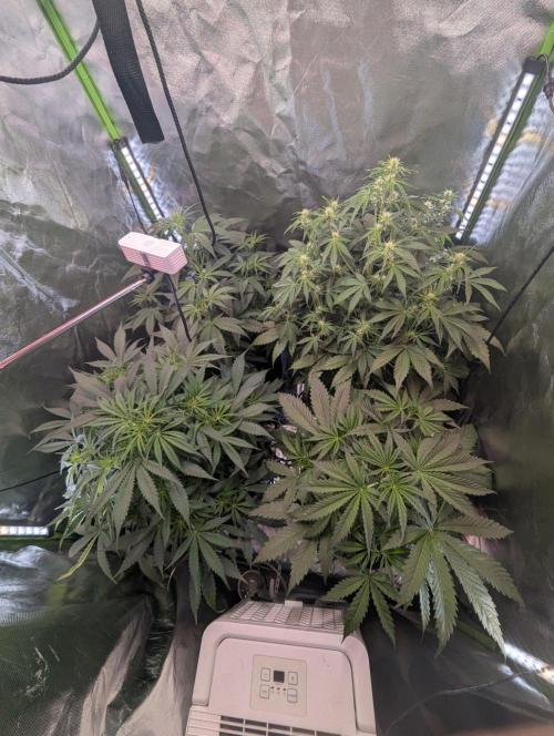 Royal Runtz Auto. Week 5