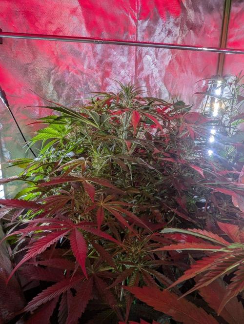 BigDemon👹DivineSeeds. Week 5
