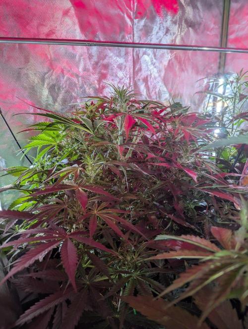 Auto Big Demon. Week 5