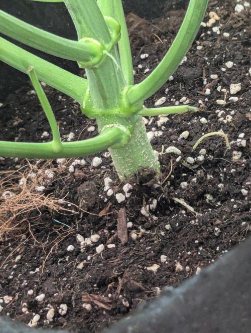 OpiumAuto💣DivineSeeds. Week 5