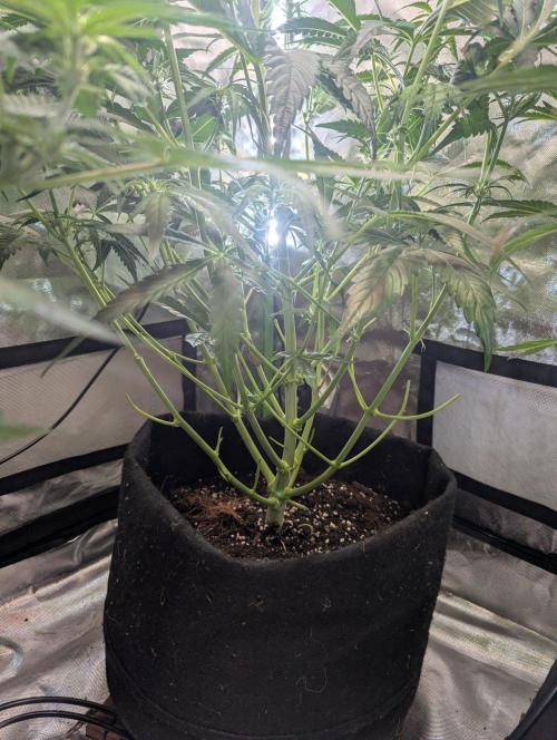 OpiumAuto💣DivineSeeds. Week 5