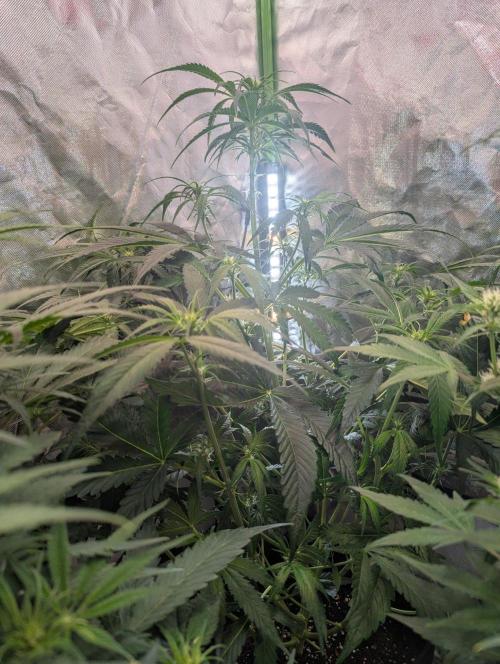 OpiumAuto💣DivineSeeds. Week 5