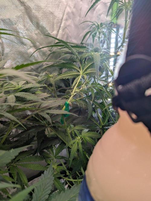 OpiumAuto💣DivineSeeds. Week 5