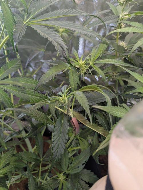 OpiumAuto💣DivineSeeds. Week 5