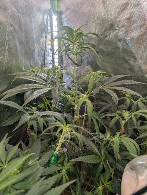 OpiumAuto💣DivineSeeds. Week 5