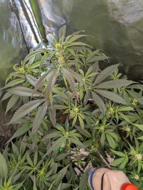 OpiumAuto💣DivineSeeds. Week 5