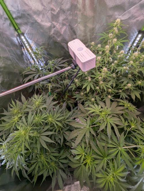OpiumAuto💣DivineSeeds. Week 5