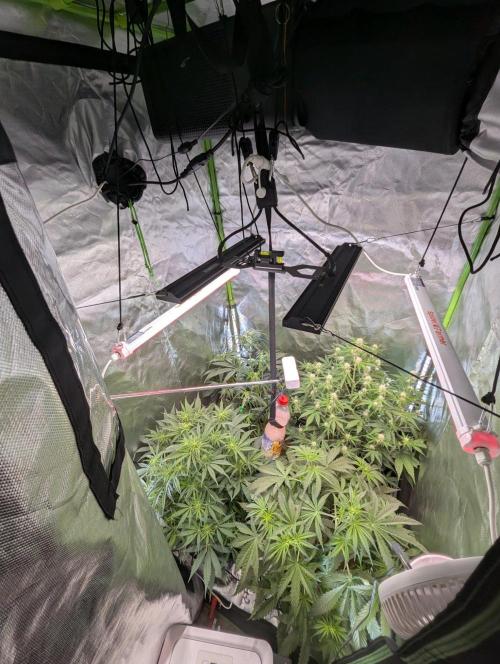 OpiumAuto💣DivineSeeds. Week 5