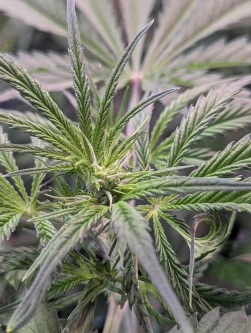 RQS🦁Cherry Pie 🍒🥧. Week 4
