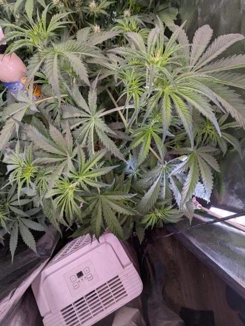 RQS🦁Cherry Pie 🍒🥧. Week 4